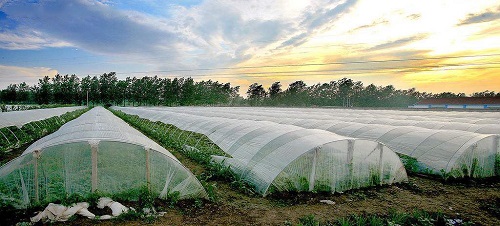 沒出倉庫就發(fā)黃，塑料吹膜如何選擇熒光增白劑？